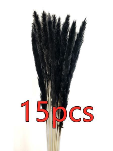 Dried Pampas Grass, 15 Stems